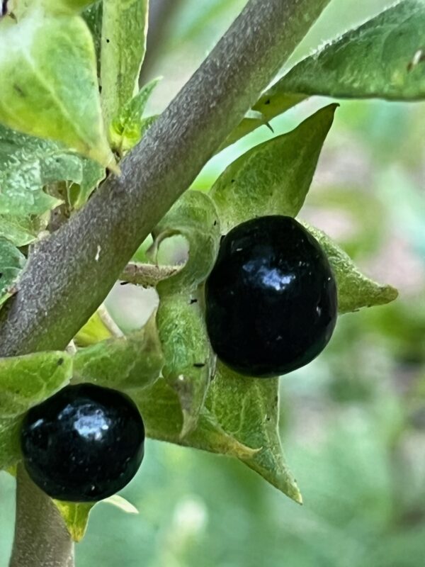 Belladonna, Caucasus (Atropa belladonna ssp. caucasica) seeds, organic - Image 7