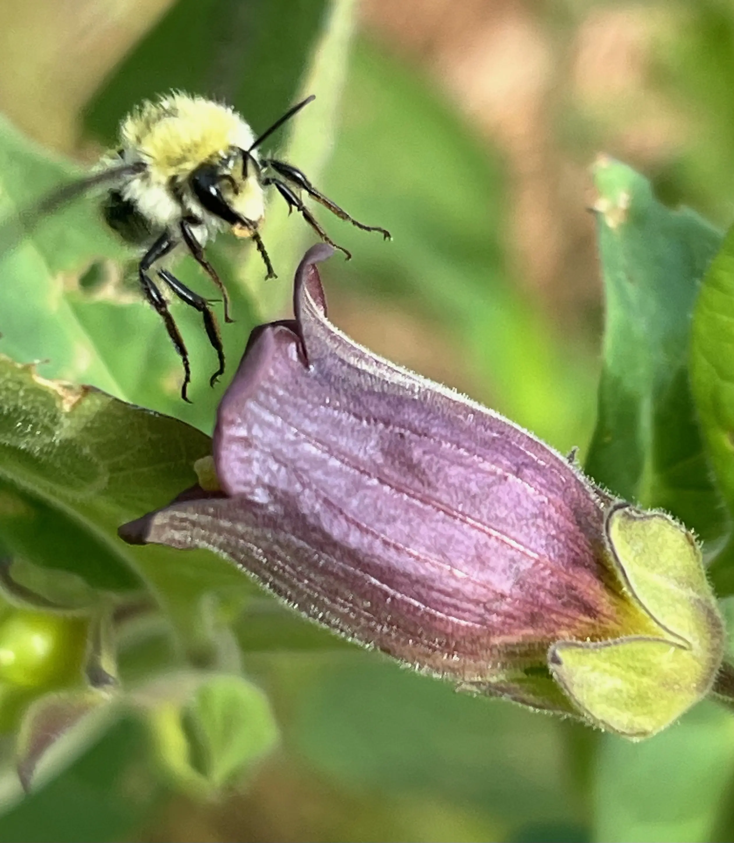 Belladonna, Caucasus (Atropa belladonna ssp. caucasica) seeds, organic