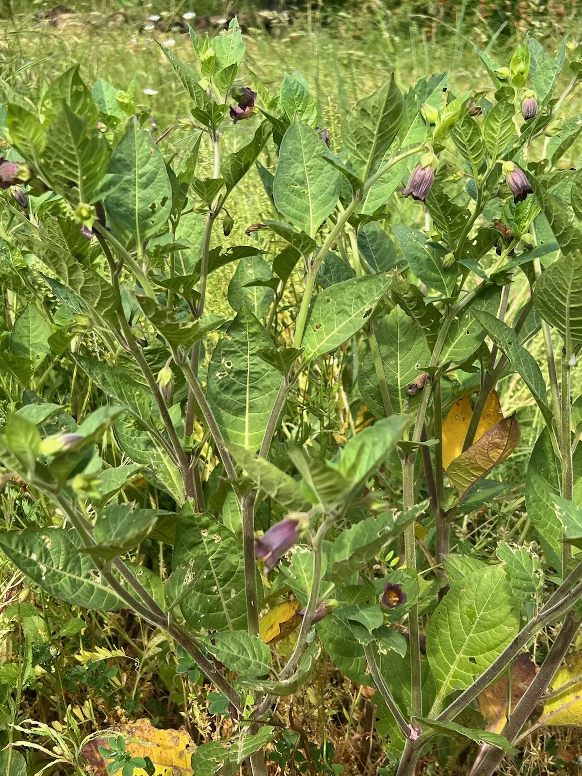 Belladonna, Caucasus (Atropa belladonna ssp. caucasica) seeds, organic - Image 3