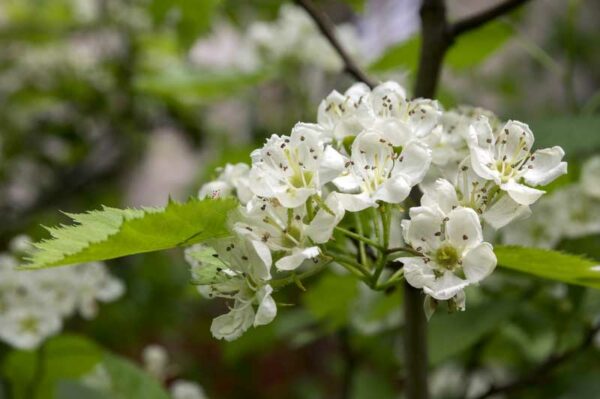 Chinese Haw (Crataegus pinnatifida) flowers