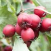 Chinese Haw (Crataegus pinnatifida) fruits