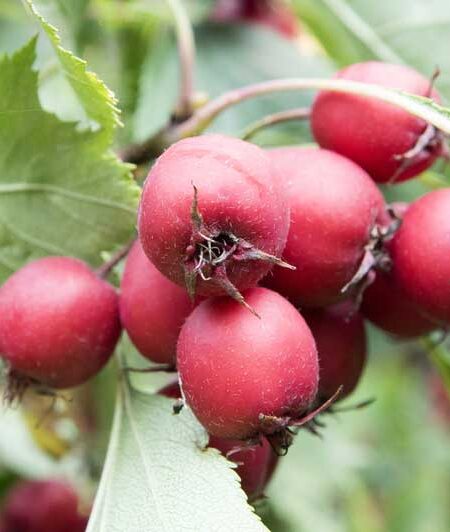 Chinese Haw (Crataegus pinnatifida) fruits