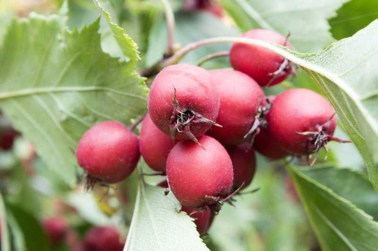 Chinese Haw (Crataegus pinnatifida) fruits