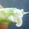 Oats (Milky Oats) (Avena sativa) dried green seeds with husk, 100 g bag, organic - Image 2