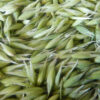 Oats (Milky Oats) (Avena sativa) dried green seeds with husk, 100 g bag, organic - Image 3