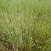 Oats (Milky Oats) (Avena sativa) dried green seeds with husk, 100 g bag, organic - Image 5