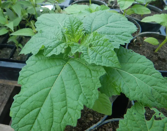 Shoo-Fly Plant (Nicandra physalodes) seeds, organic - Image 2