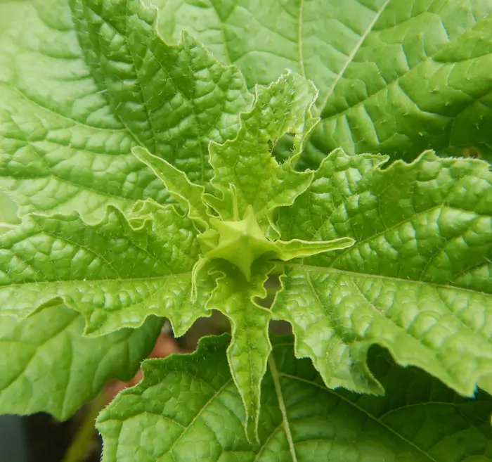 Shoo-Fly Plant (Nicandra physalodes) seeds, organic - Image 3