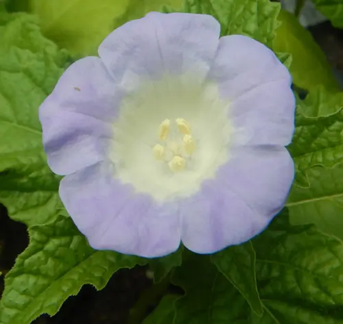 Shoo-Fly Plant (Nicandra physalodes) seeds, organic
