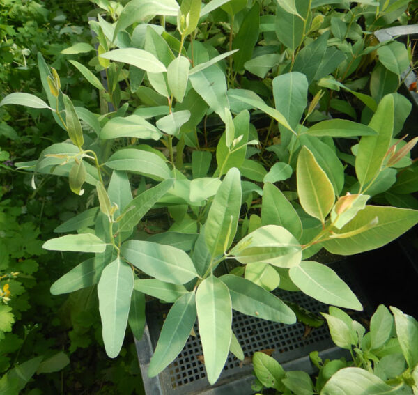 Eucalyptus, Red River Gum (Eucalyptus camaldulensis) potted tree, organic (not available to CA or HI) - Image 2