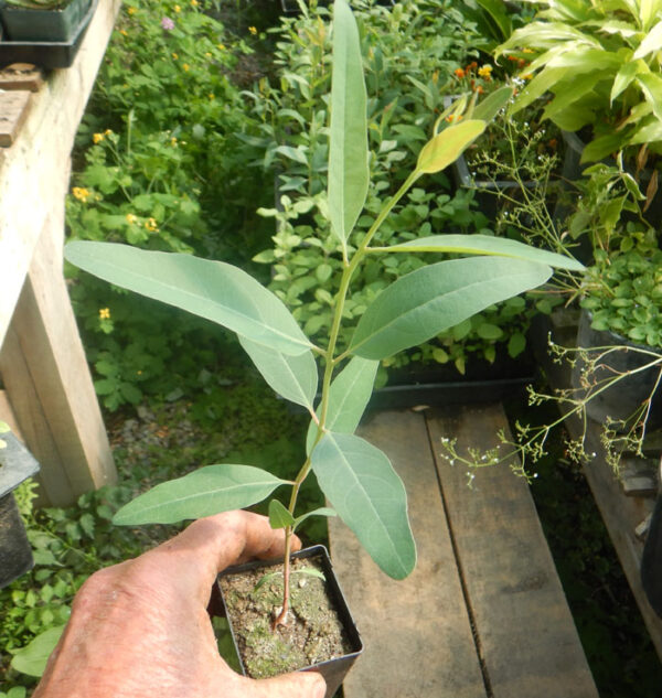 Eucalyptus, Red River Gum (Eucalyptus camaldulensis) potted tree, organic (not available to CA or HI)