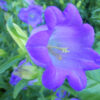 Canterbury Bells (Campanula medium) packet of 100 seeds, organic - Image 3