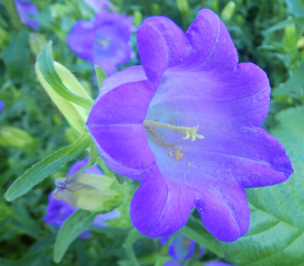 Canterbury Bells (Campanula medium) packet of 100 seeds, organic - Image 3