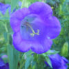 Canterbury Bells (Campanula medium) packet of 100 seeds, organic