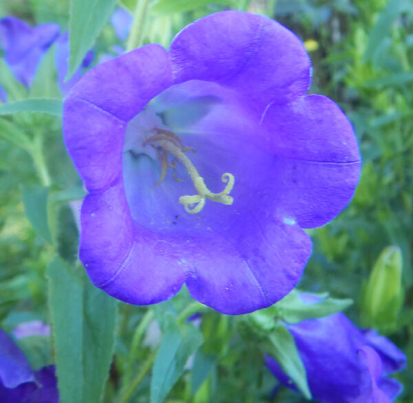 Canterbury Bells (Campanula medium) packet of 100 seeds, organic