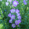 Canterbury Bells (Campanula medium) packet of 100 seeds, organic - Image 4
