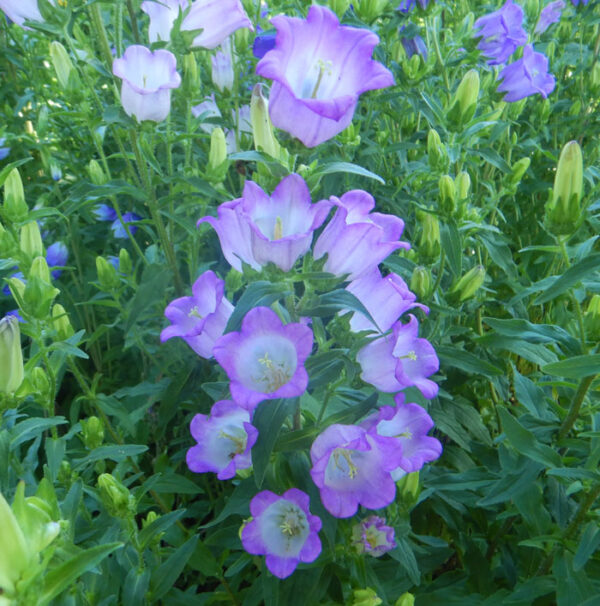 Canterbury Bells (Campanula medium) packet of 100 seeds, organic - Image 4