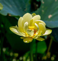 American Lotus (Nelumbo lutea) flower