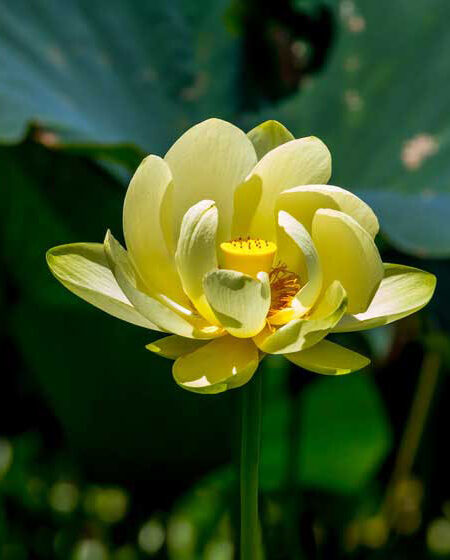 American Lotus (Nelumbo lutea) flower