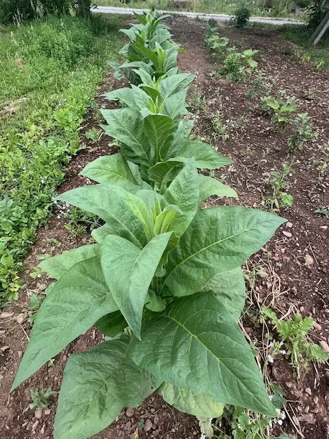 Tobacco, Black Mammoth (Nicotiana tabacum) seeds, organic
