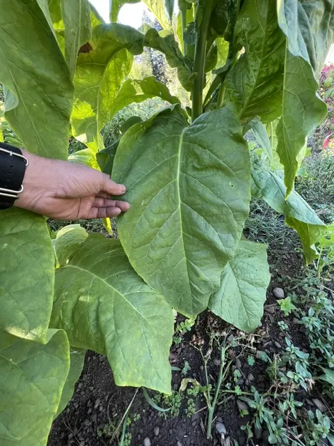 Tobacco, Black Mammoth (Nicotiana tabacum) seeds, organic - Image 12