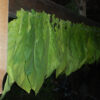 Tobacco, Black Mammoth (Nicotiana tabacum) seeds, organic - Image 8
