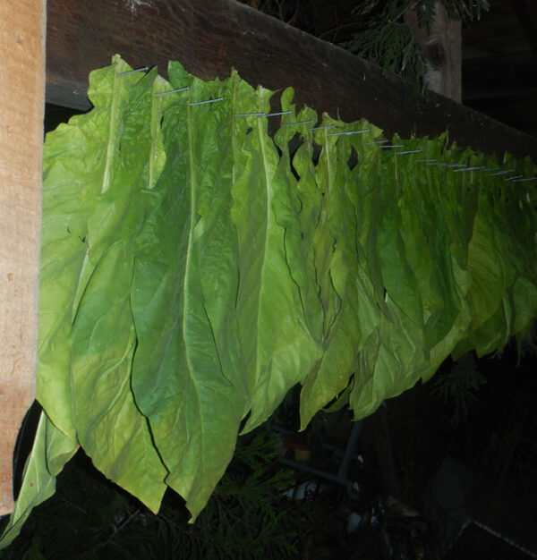 Tobacco, Black Mammoth (Nicotiana tabacum) seeds, organic - Image 8