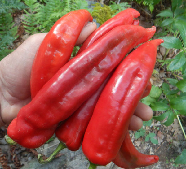 Pepper, Big Jim (Capsicum annuum), Packet of 10 Seeds, Organic