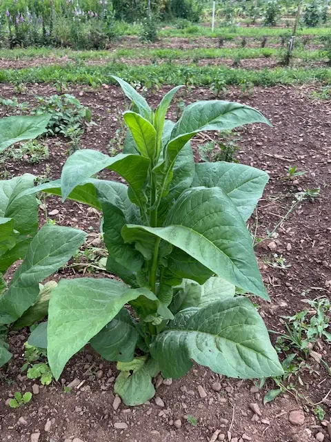 Tobacco, Black Mammoth (Nicotiana tabacum) seeds, organic - Image 11
