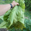 Tobacco, Black Mammoth (Nicotiana tabacum) seeds, organic - Image 9