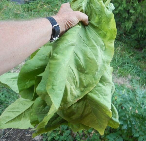 Tobacco, Black Mammoth (Nicotiana tabacum) seeds, organic - Image 9