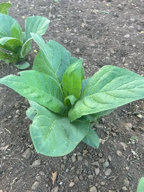 Tobacco, Black Mammoth (Nicotiana tabacum) seeds, organic - Image 10