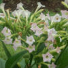 Tobacco, Black Mammoth (Nicotiana tabacum) seeds, organic - Image 2