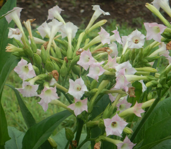 Tobacco, Black Mammoth (Nicotiana tabacum) seeds, organic - Image 2