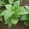 Tobacco, Black Mammoth (Nicotiana tabacum) seeds, organic - Image 3
