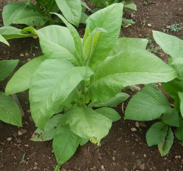 Tobacco, Black Mammoth (Nicotiana tabacum) seeds, organic - Image 3