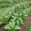 Tobacco, Black Mammoth (Nicotiana tabacum) seeds, organic - Image 4