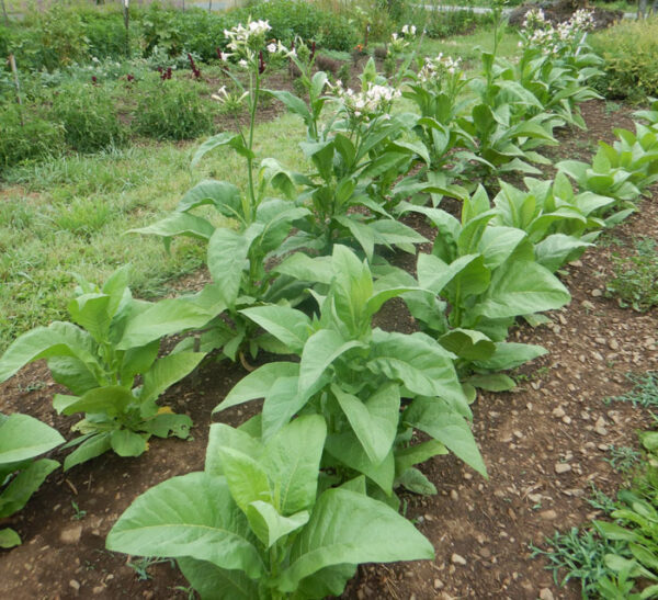 Tobacco, Black Mammoth (Nicotiana tabacum) seeds, organic - Image 4