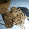 Tobacco, Black Mammoth (Nicotiana tabacum) seeds, organic - Image 7