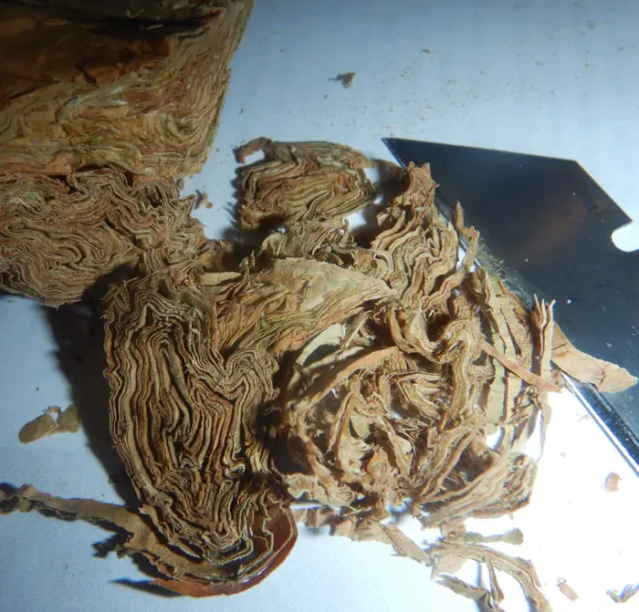 Tobacco, Black Mammoth (Nicotiana tabacum) seeds, organic - Image 7