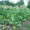 Tobacco, Black Mammoth (Nicotiana tabacum) seeds, organic