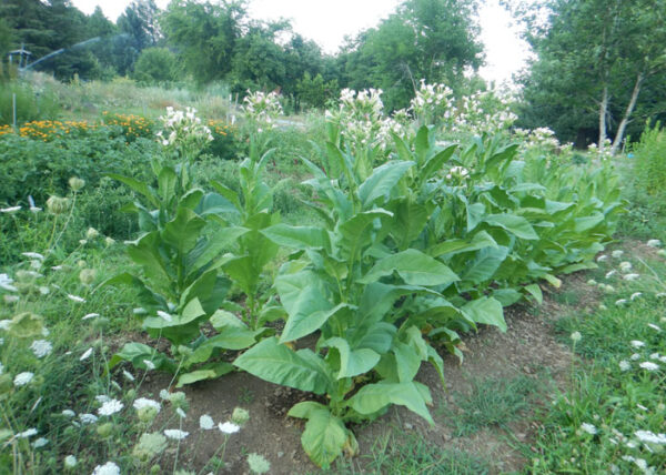 Tobacco, Black Mammoth (Nicotiana tabacum) seeds, organic