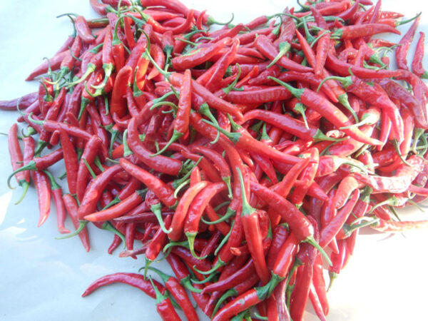 Pepper, Yunnan Cayenne (Capsicum frutescens), Packet of 20 Seeds, Organic