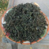 Eclipta (Eclipta alba) seeds, organic - Image 3