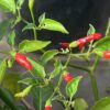 Pepper, Xigole (Capsicum frutescens), Packet of 10 Seeds, Organic