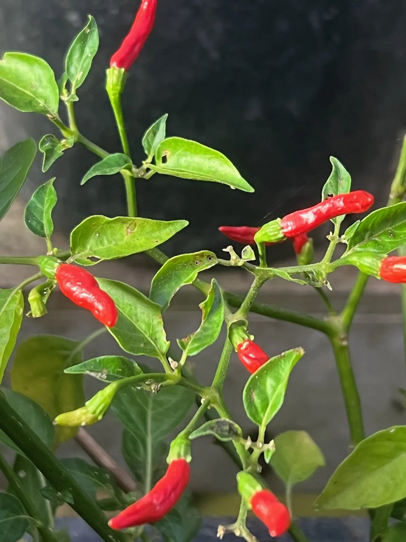 Pepper, Xigole (Capsicum frutescens), Packet of 10 Seeds, Organic