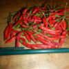 Pepper, Xigole (Capsicum frutescens), Packet of 10 Seeds, Organic - Image 2