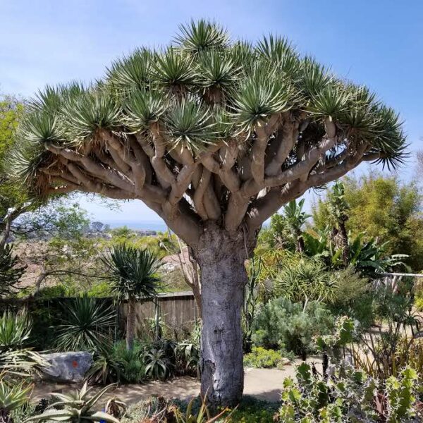 Dragon Tree (Dracaena draco) potted plant, organic - Image 4