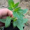 Balm of Gilead (Cedronella canariensis), potted plant, organic