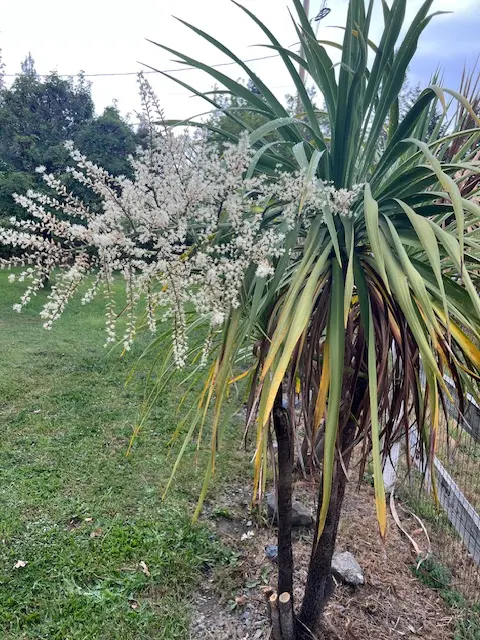 Dragon Tree (Dracaena draco) packet of 10 seeds - Image 5